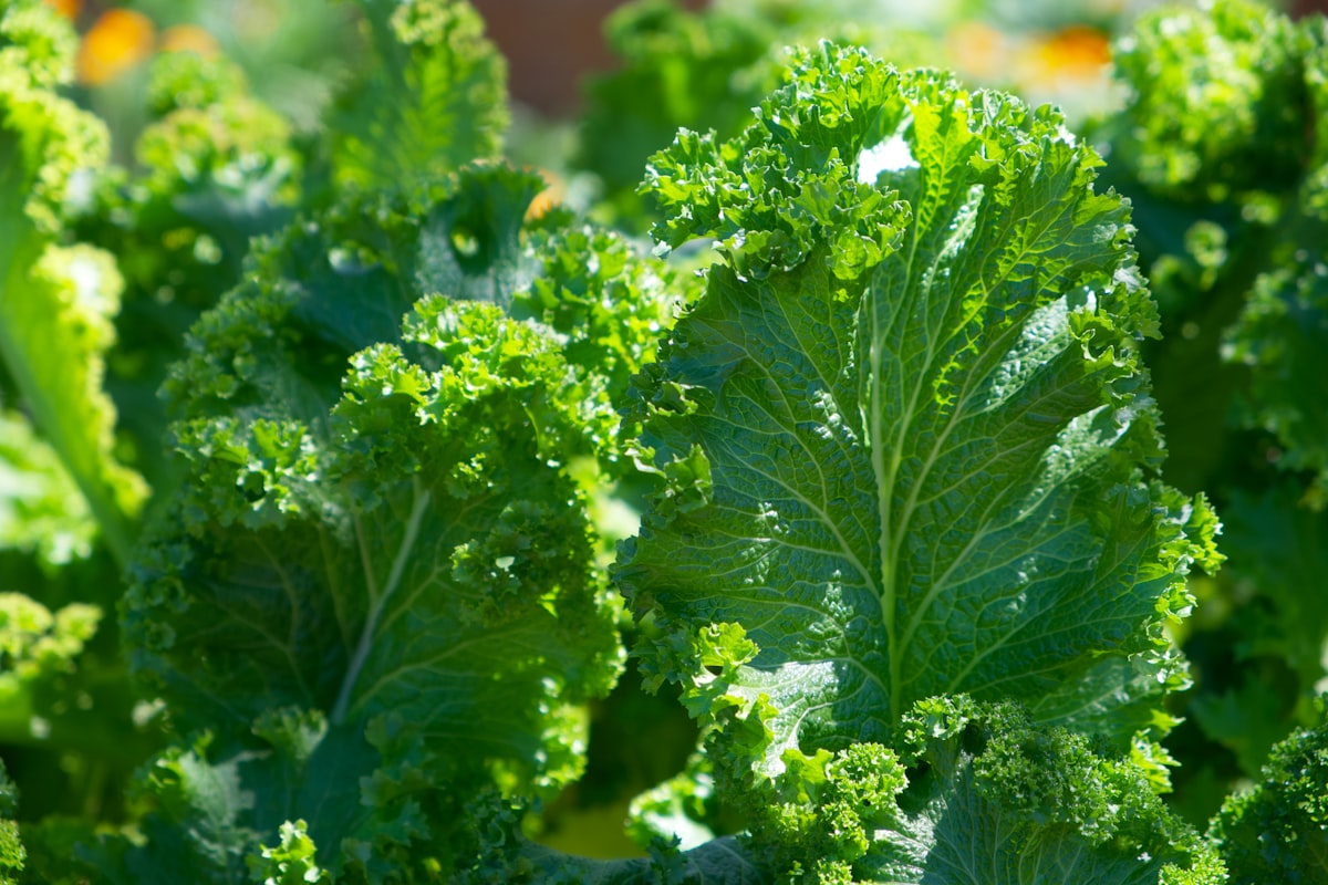 Alimenti ricchi di nutrienti per la salute degli occhi
