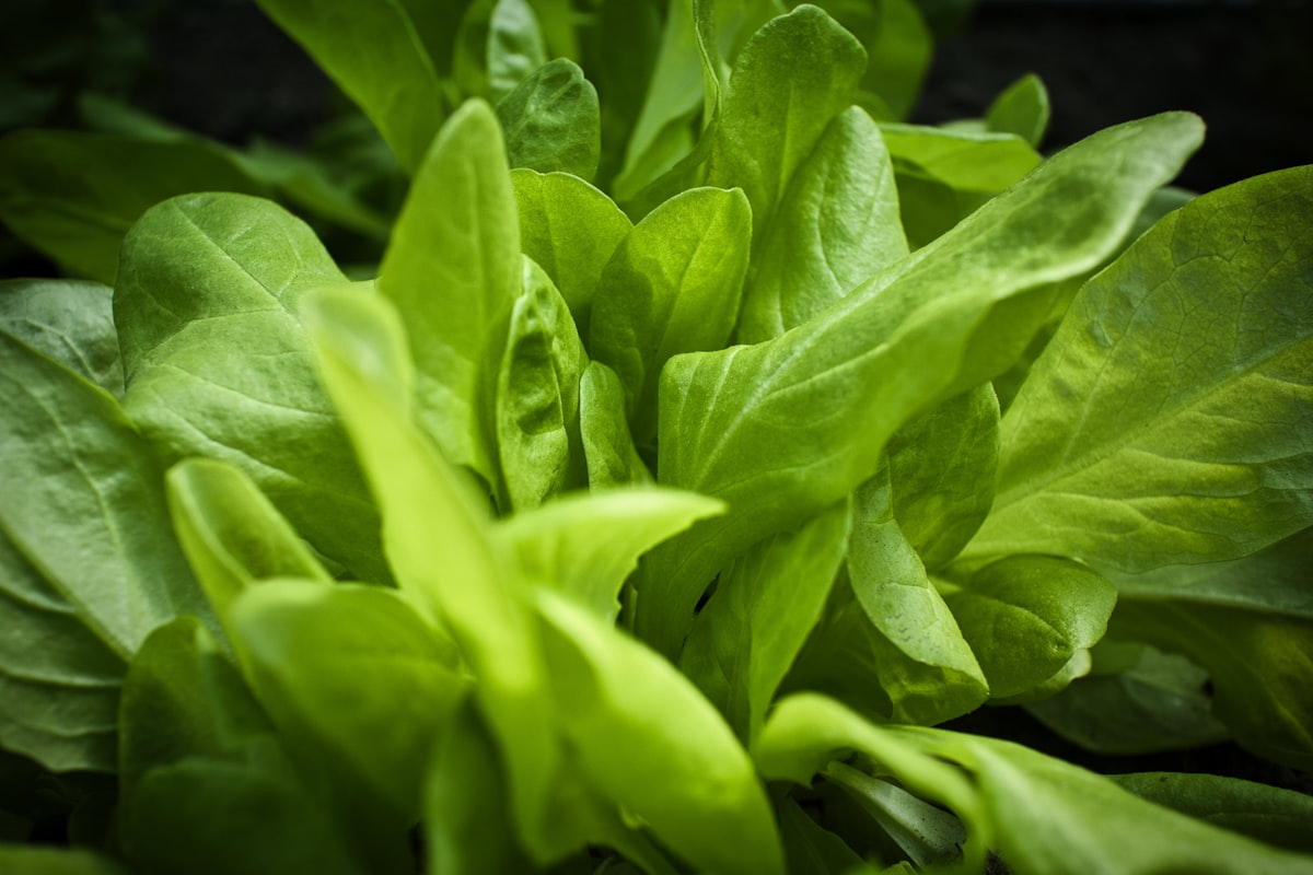 Carote ricche di vitamina A