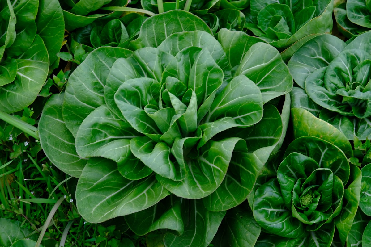 Agrumi ricchi di vitamina C